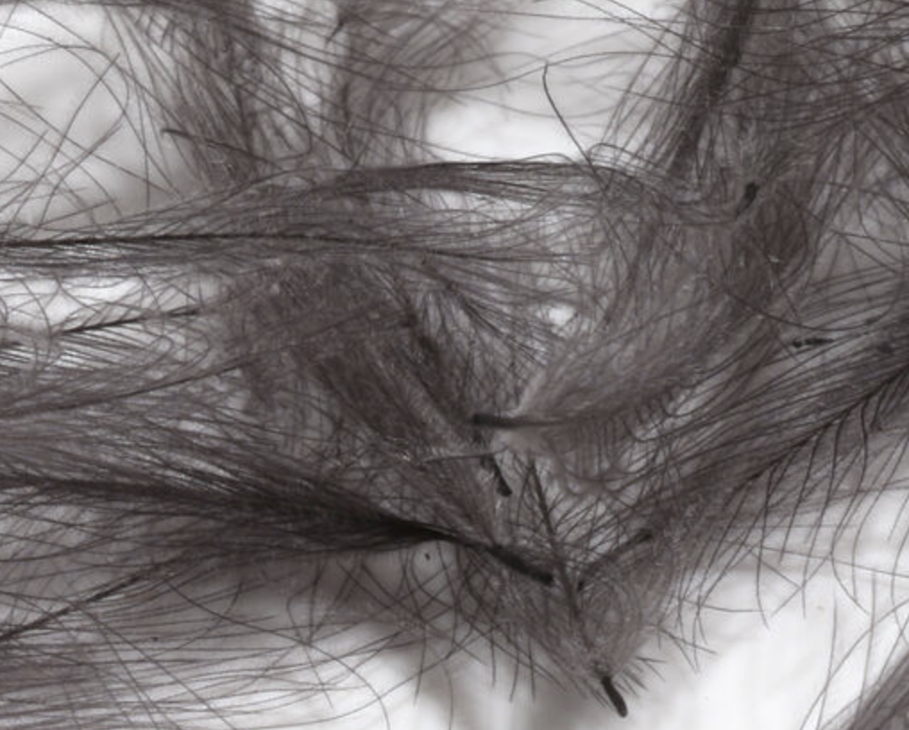 Hareline Cul de Canard 1 Gram Packs available now online