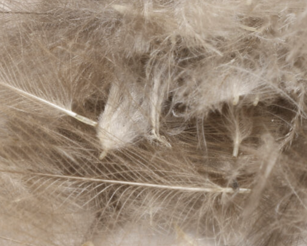 Hareline Cul de Canard 1 Gram Packs available for sale