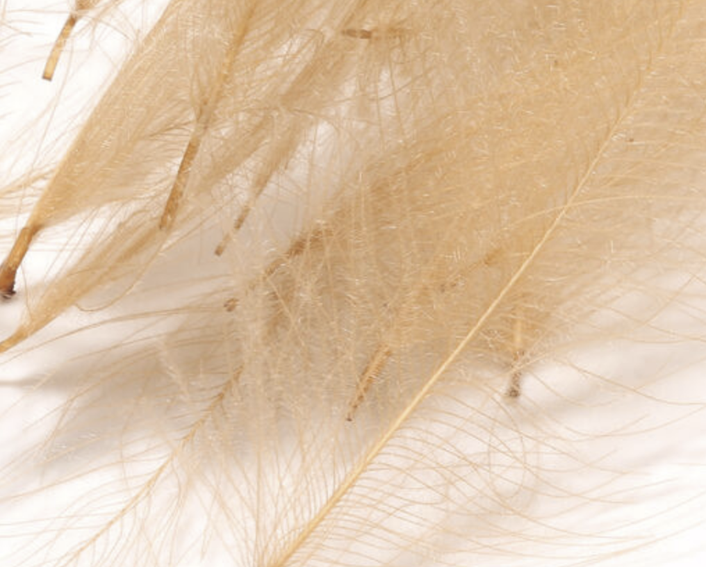 Hareline Cul de Canard 1 Gram Packs is often used on caddis emerger patterns for a realistic look