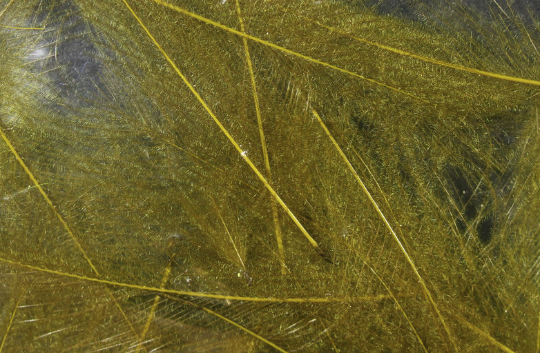 Hareline CDC Feathers Fly Tying Material Is Perfect For Tying Dry Flies And Nymph Fly Patterns When Fly Tying Trout Flies