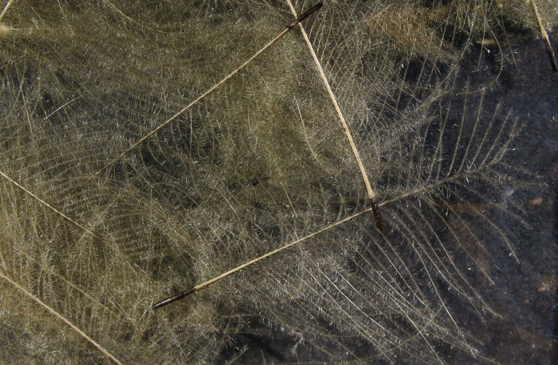 Hareline CDC Feathers Fly Tying Material Is Perfect For Tying Dry Flies And Nymph Fly Patterns When Fly Tying Trout Flies