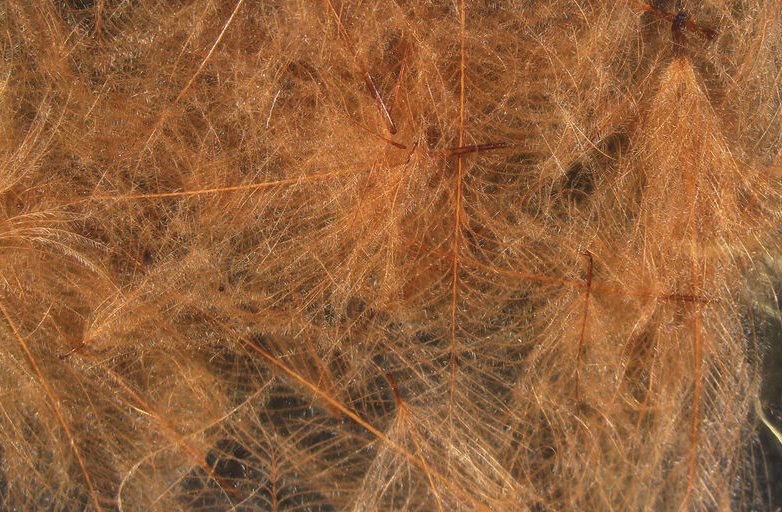 Hareline CDC Feathers Fly Tying Material Is Perfect For Tying Dry Flies And Nymph Fly Patterns When Fly Tying Trout Flies