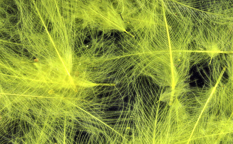 Hareline CDC Feathers Fly Tying Material Is Perfect For Tying Dry Flies And Nymph Fly Patterns When Fly Tying Trout Flies