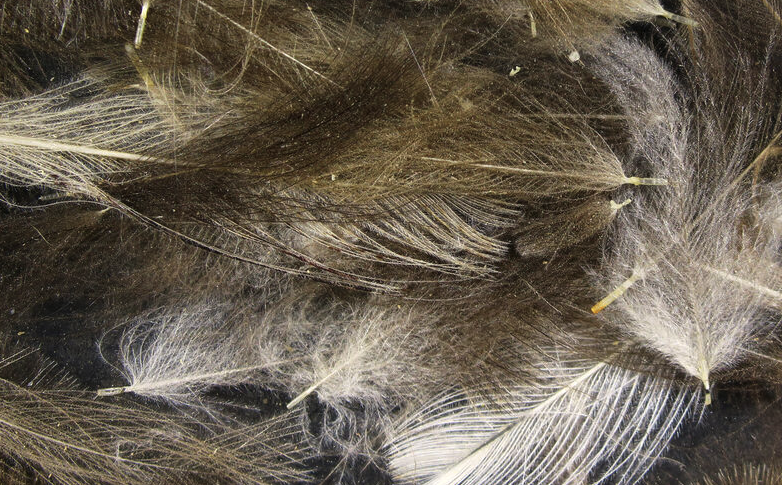 Hareline CDC Feathers Fly Tying Material Is Perfect For Tying Dry Flies And Nymph Fly Patterns When Fly Tying Trout Flies