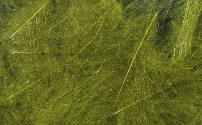 Hareline CDC Feathers Fly Tying Material Is Perfect For Tying Dry Flies And Nymph Fly Patterns When Fly Tying Trout Flies