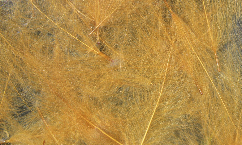 Hareline CDC Feathers Fly Tying Material Is Perfect For Tying Dry Flies And Nymph Fly Patterns When Fly Tying Trout Flies