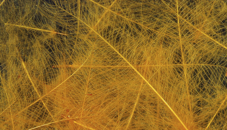 Hareline CDC Feathers Fly Tying Material Is Perfect For Tying Dry Flies And Nymph Fly Patterns When Fly Tying Trout Flies