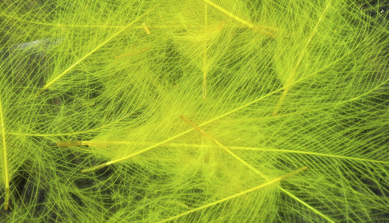 Hareline CDC Feathers Fly Tying Material Is Perfect For Tying Dry Flies And Nymph Fly Patterns When Fly Tying Trout Flies