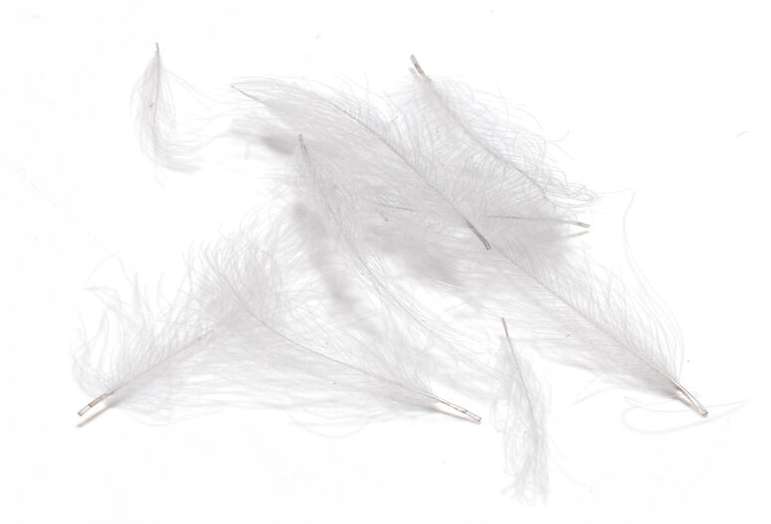 Feathers for fly tying online at The Fly Fishers fly shop.