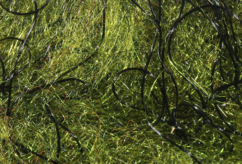Cohen Carp Dub Is One Of The Best Fly Tying Materials To Use When Tying Carp Flies