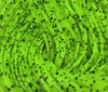 Hareline Crazy Legs Fly Tying Material Are Perfect For Adding Color And Motion When Fly Tying Streamers