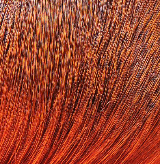 Hareline Dyed Deer Body Hair Fly Tying Material Is The Perfect Material For Tying Bass Bugs And Poppers