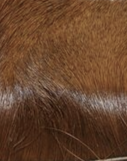 Hareline Dyed Elk Hair works perfect for tying Elk Hair Caddis now available for sale