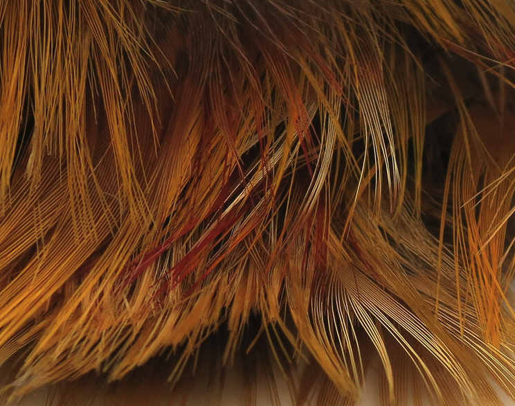 Hareline Golden Pheasant Body Feathers Fly Tying Hackle Is Great For Tying Collars On Spey Flies Or Cheeks On Streamers