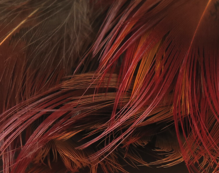 Hareline Golden Pheasant Body Feathers Fly Tying Hackle Is Great For Tying Collars On Spey Flies Or Cheeks On Streamers