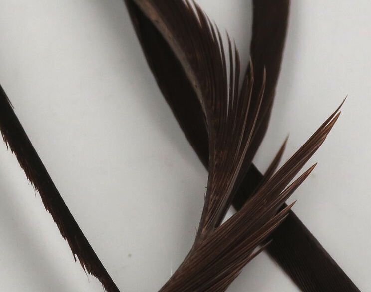 Hareline Goose Biots Are Perfect For Tying In Tails, Wings And Legs On Trout Flies And Panfish Flies