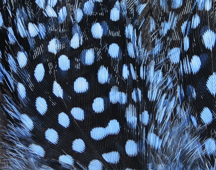 Hareline Guinea Hackle Works Great For Tying Collars And Wings On Salmon And Steelhead Flies