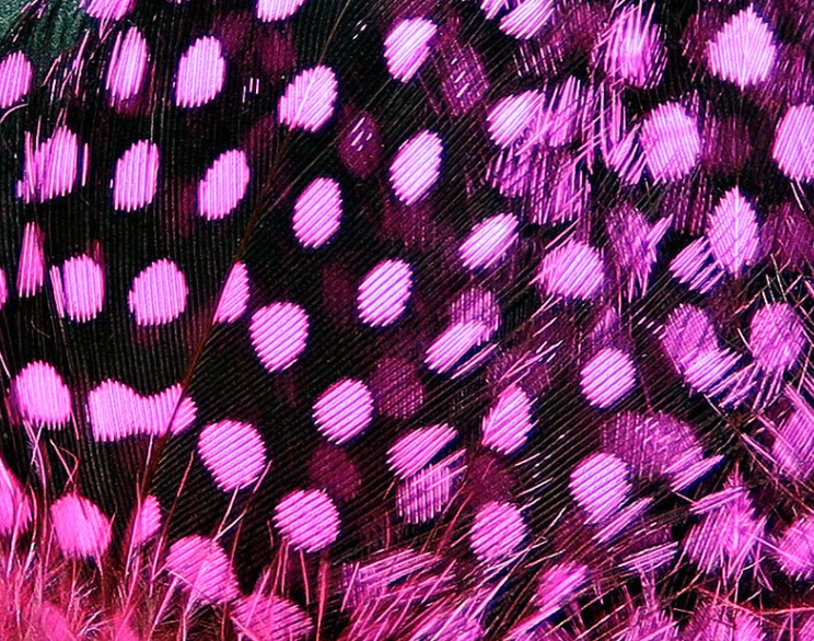 Hareline Guinea Hackle Works Great For Tying Collars And Wings On Salmon And Steelhead Flies