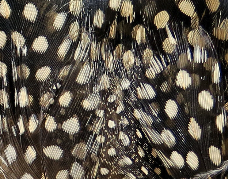 Hareline Guinea Hackle Works Great For Tying Collars And Wings On Salmon And Steelhead Flies