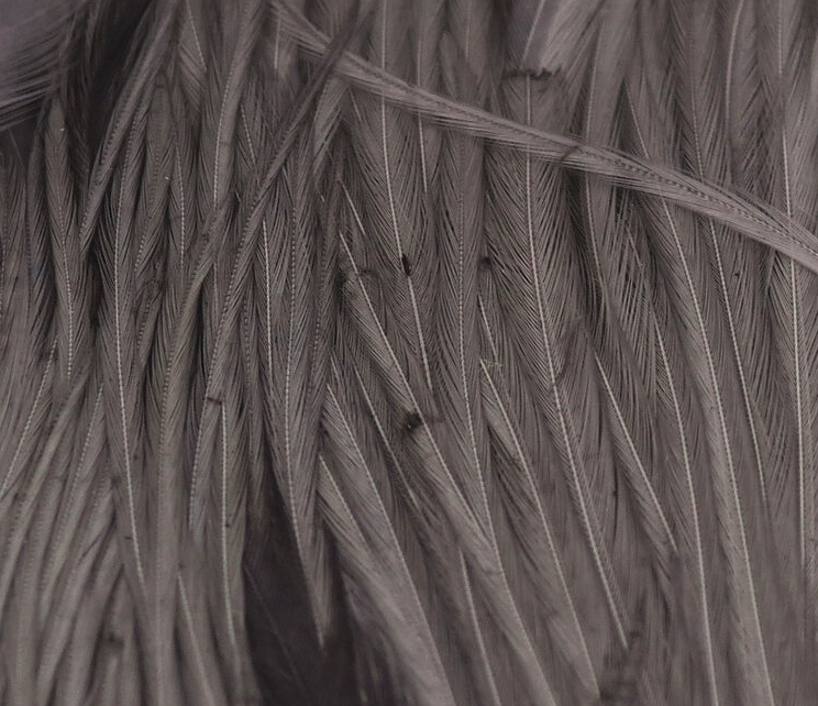 Hareline Half Rooster Cape Works Great For Wings And Hackle On Bass Flies As Well As Wings On Saltwater Flies