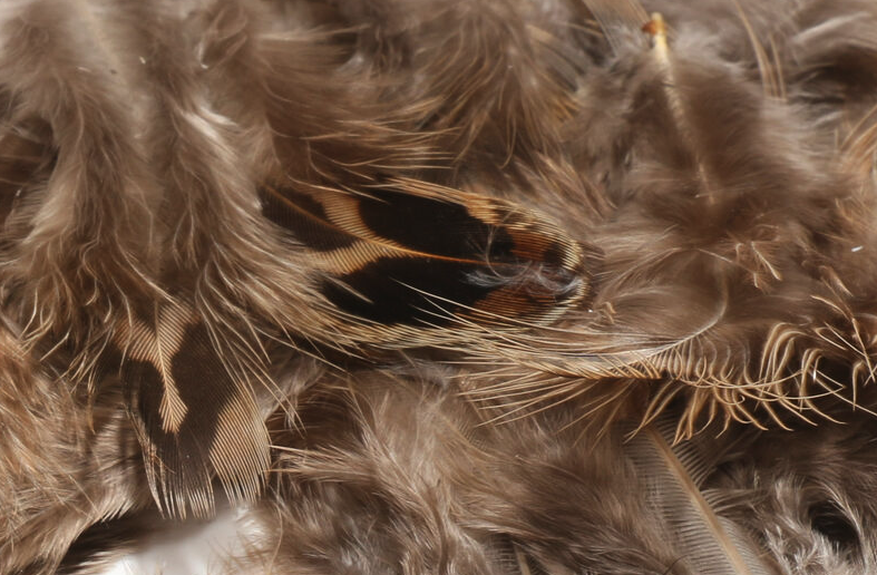 Shop Hareline Hen Pheasant Body Soft Hackle.