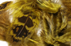 Buy fly tying feathers online for trout fly fishing nymph flies.