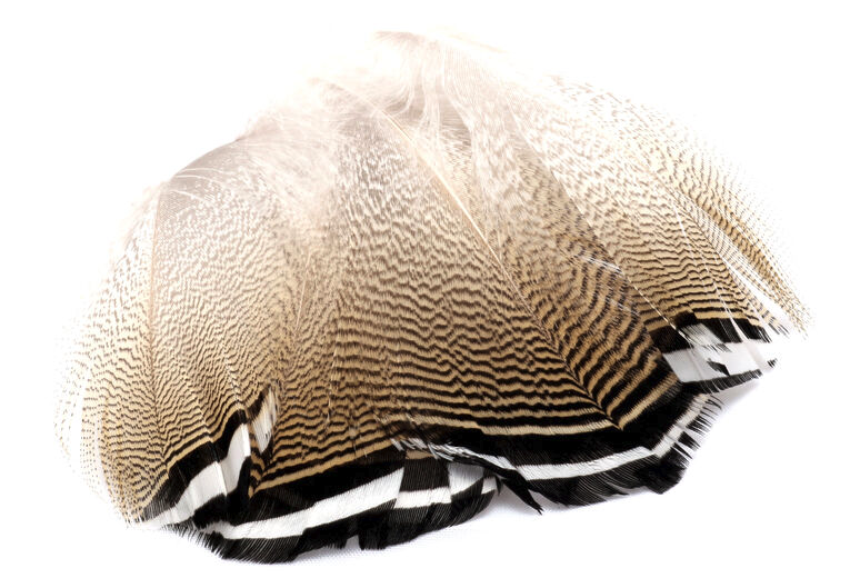 Fly tying material Hareline Woodduck Flank Feathers Black Barred