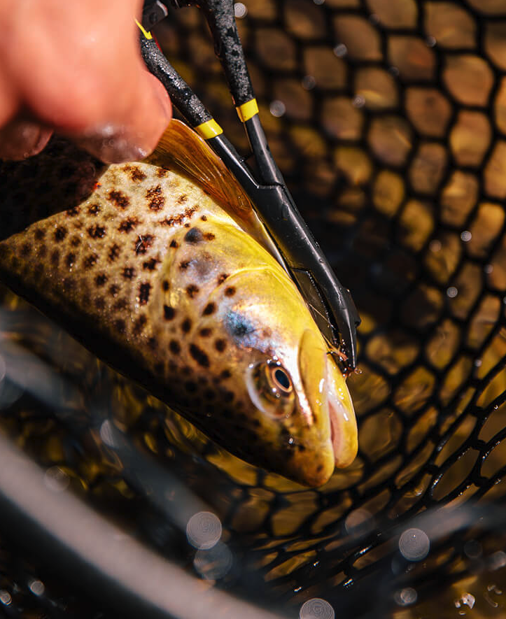 Loon Rogue Hook Removal Forceps For Sale Online Brown Trout