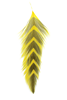 Buy new fly tying feathers.