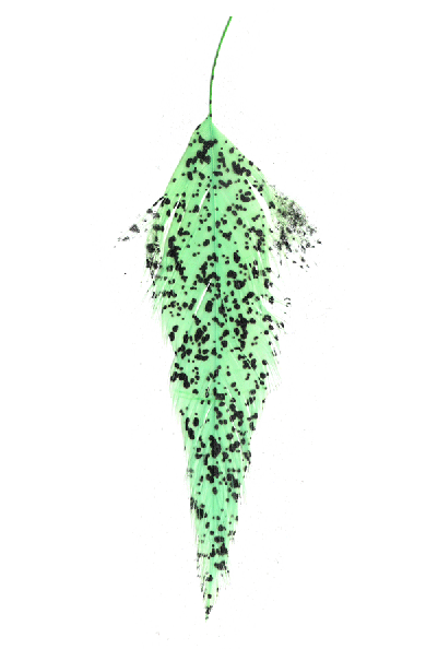 Montana Fly Company schlappen feathers online.