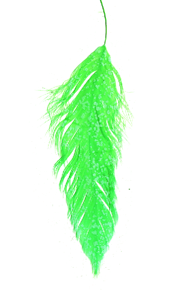 Best steelhead fly tying feathers online.