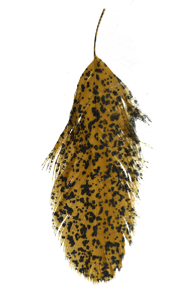 MFC fly tying feathers for sale online.