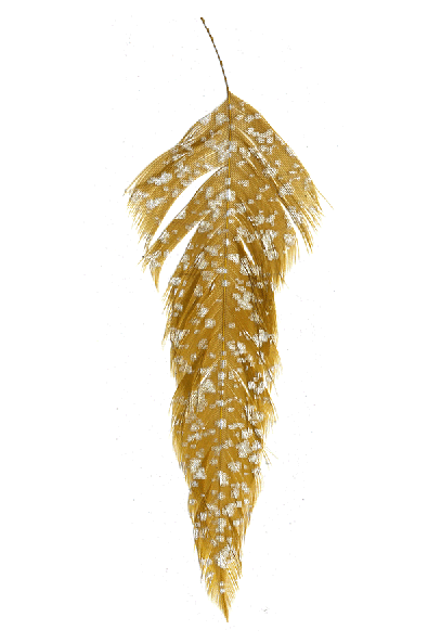 Dyed schlappen feathers for sale online.