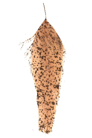 Order fly tying feathers.