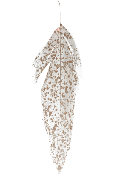 Best musky fly tying feathers online.