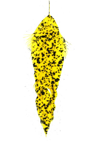 Yellow schlappen fly tying feathers online.