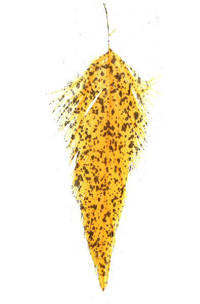 Shop best price on MFC fly tying materials.