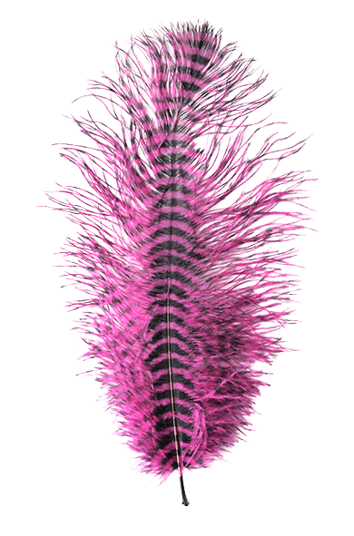 MFC Barred Ostrich Plume Fuchsia BLack color