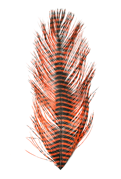 MFC Barred Ostrich Plume Orange Black color