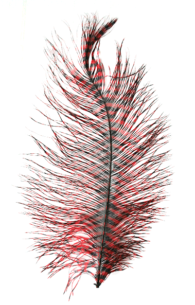 MFC Barred Ostrich Plume Red Black color