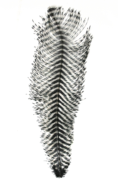MFC Barred Ostrich Plume White Black color