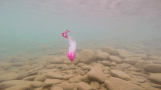 Best pike fly tying materials include  Pacchiarini's Double Dragon Tails.