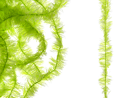 Steelhead fly tying materials.