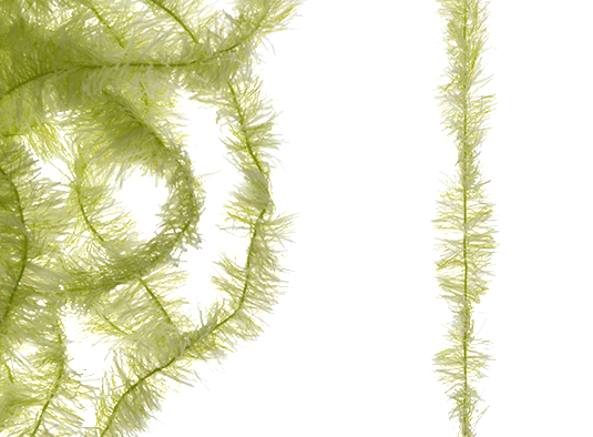 Buy MFC fly tying materials.