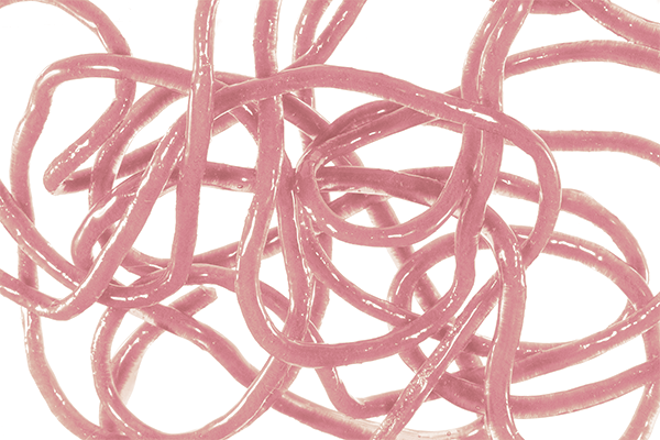 MFC Trina squirm material light pink silicone worm fly tying trout flies realistic worm imitation