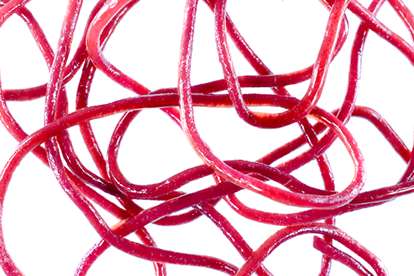 MFC Trina squirm material wine rubber worm fly tying trout nymphs realistic dark worm pattern