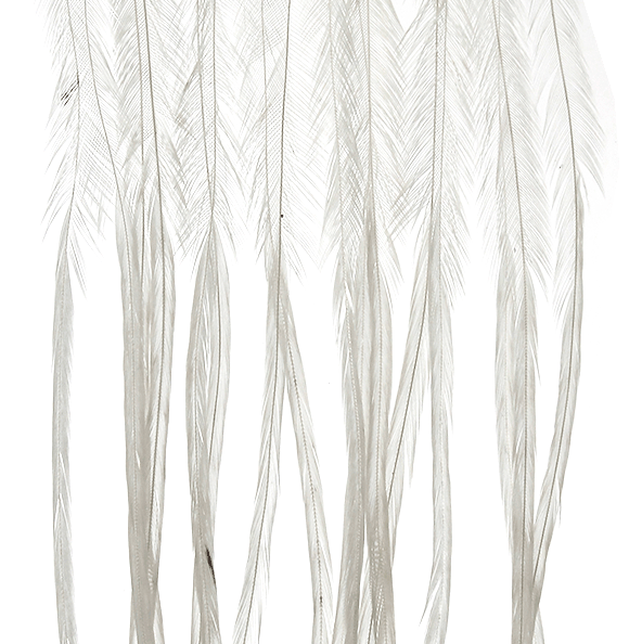 Whiting 100 Packs in white are pre-sized feathers for tying trout dry flies.
