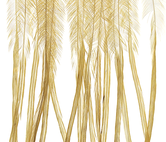 Light ginger Whiting 100 Pack, excellent for creating lifelike and delicate trout flies.