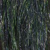 Fine Angel Hair flash material by Larva Lace, adding enticing action to streamer flies.