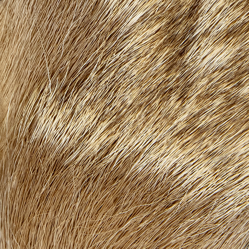 Premium Yearling Elk fly tying hair, ideal for crafting small Elk Hair Caddis."